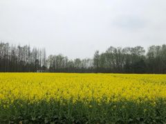 -桤木河湿地公园