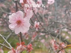-杭州植物园