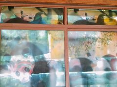 游乐设施-成都大熊猫繁育研究基地