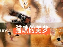 -翊宠yipet猫狗购宠庄园犬舍•猫舍