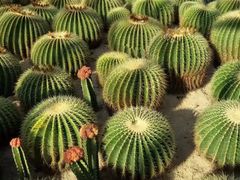 -深圳仙湖植物园