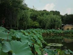 -陈家山荷花公园