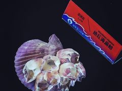 -贝壳梦幻世界