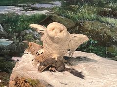 -浙江自然博物院(杭州馆)