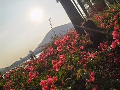 -顺峰山公园