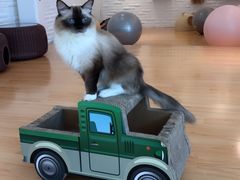 -momokira米努特·德文卷毛猫·棉花面纱犬