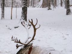 -北极村旅游风景区
