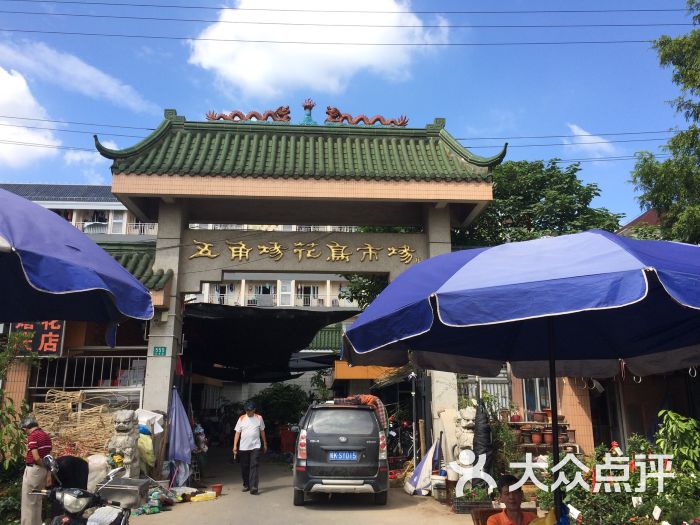 五角场花鸟市场图片 - 第12张