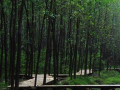 -合肥滨湖国家森林公园