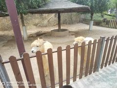 -泉州海丝野生动物世界