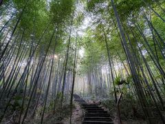-镇江市南山风景名胜区竹林景区