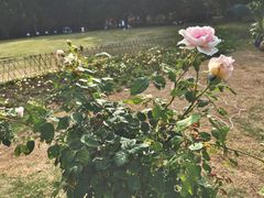 -银湖山郊野公园-相思林