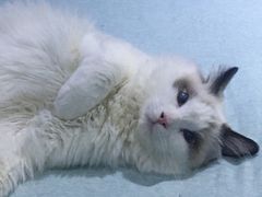 -喵的天空名猫咖啡馆·撸猫·猫舍·用品