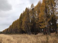-御道口草原森林风景区