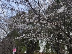 -高东镇樱花园