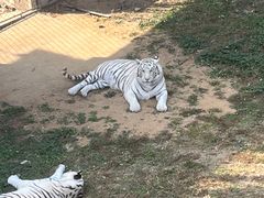 -石家庄市动物园