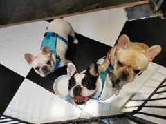 -Oh My Dog宠物沙龙(伊珊娜皮毛护理店)