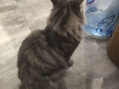 -楼上猫咖(罗湖店)