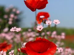 -花开海上生态园