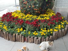 -广州兰圃