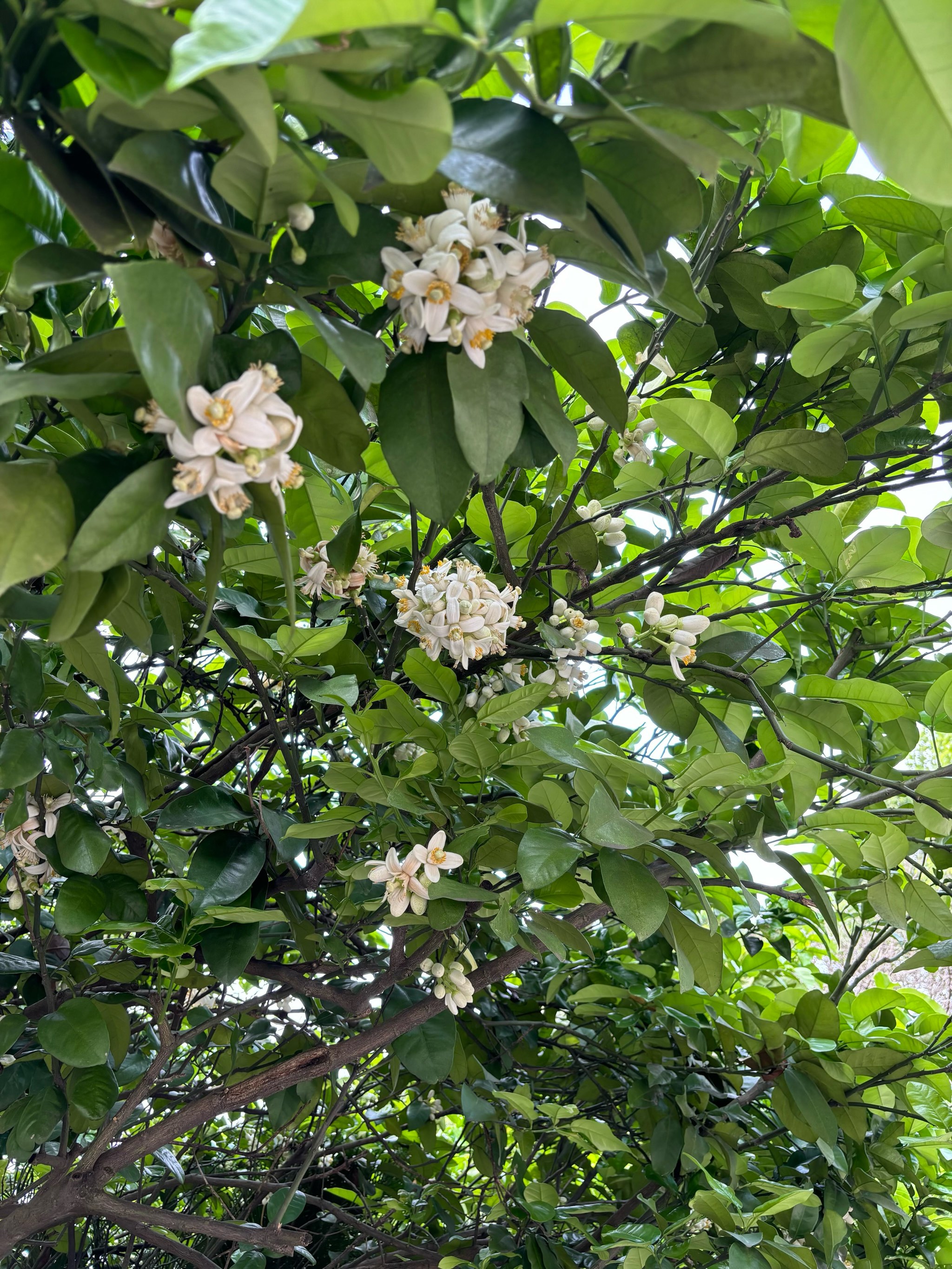 柚子开花图片大全图片