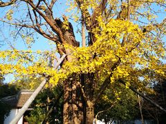 -上海佘山国家森林公园天马山园