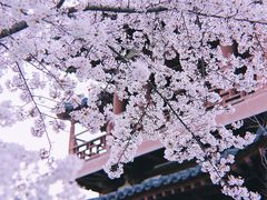 -西安青龙寺遗址景区