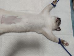 -灵美宠物诊所