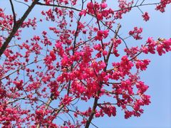 -梅花山(明孝陵内)