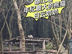 -都江堰中华大熊猫苑
