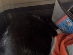 -安安宠医宠物医院·异宠·犬猫内科(岳阳分院)