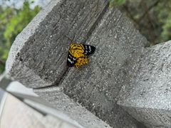 -广州市白云山风景名胜区