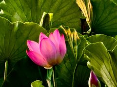 -莲花池公园
