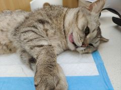 -瑞派长江宠物医院·猫科·外科·24小时夜护(谊城公寓分院)