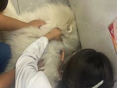 -瑞派长江宠物医院·猫科·外科·24小时夜护(谊城公寓分院)