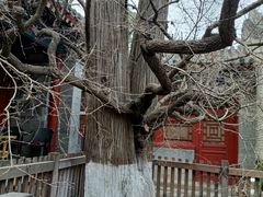 -大觉寺-停车场