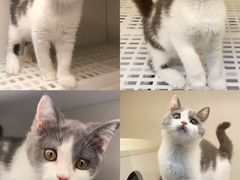 -lincat·猫舍(广州店)