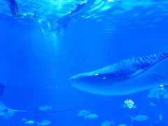 -烟台海昌鲸鲨海洋公园