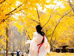-千年银杏谷文化旅游区