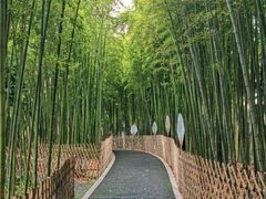 -陈家山荷花公园