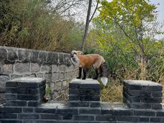 -北京十三陵国家森林公园蟒山景区