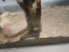 -浣熊柯尔鸭土拨鼠·电玩咖