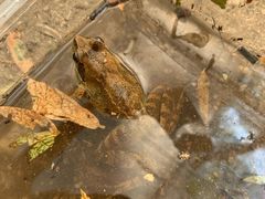 -碓臼峪自然风景区