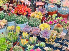 -梅陇花鸟市场-停车场