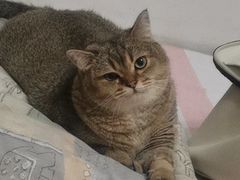 -欧奕国际动物医院