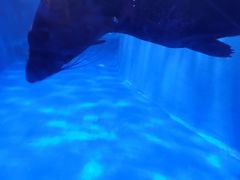 -石家庄海洋公园