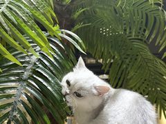 -藏猫猫咖啡主题馆(中央大道店)