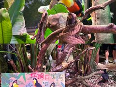-正佳雨林生态植物园