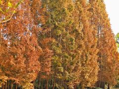 -桤木河湿地公园