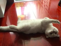 -联合动物医院(光谷诊疗中心)